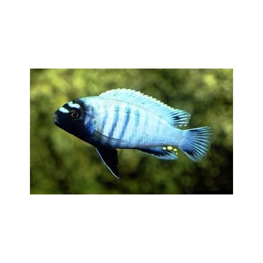 BUCCOCHROMIS LEPTURUS 5 cm