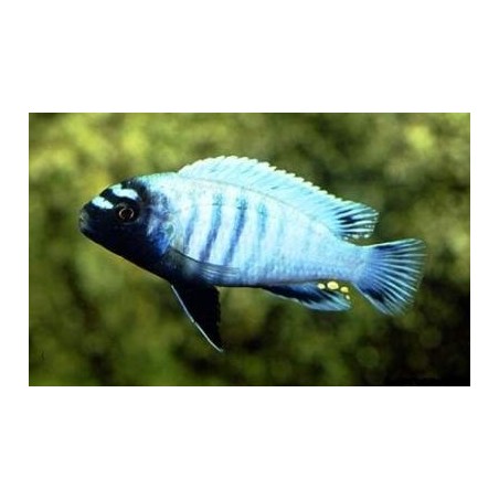 BUCCOCHROMIS LEPTURUS 5 cm