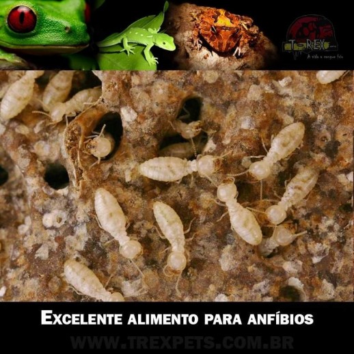 Cupim Alimento Vivo Anfíbios