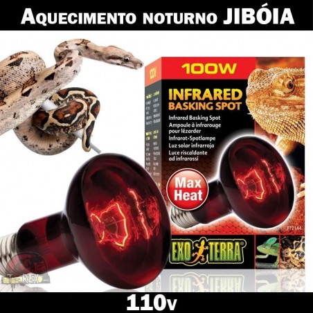 Comprar jibóia lâmpada