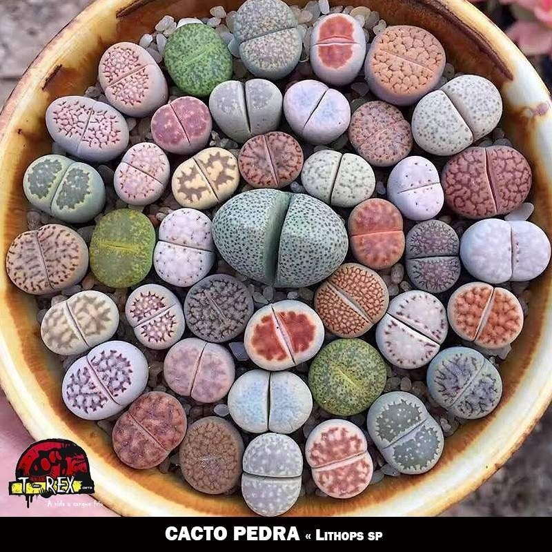 muda de cacto pedra lithops