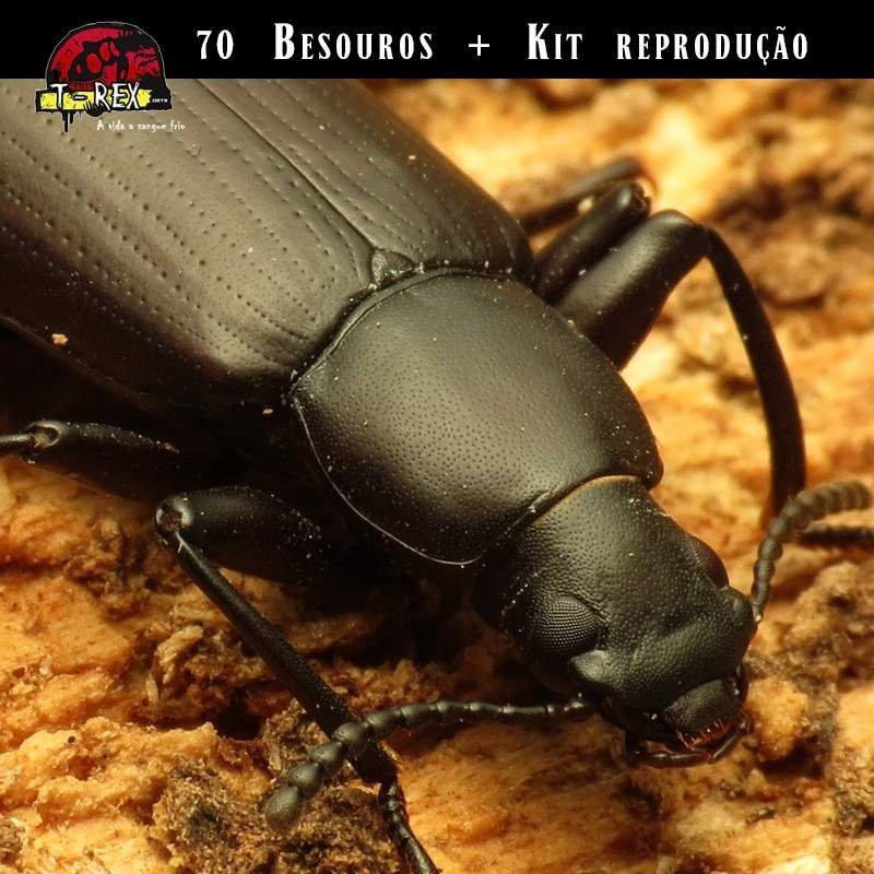 como criar tenébrios como criar tenébrios