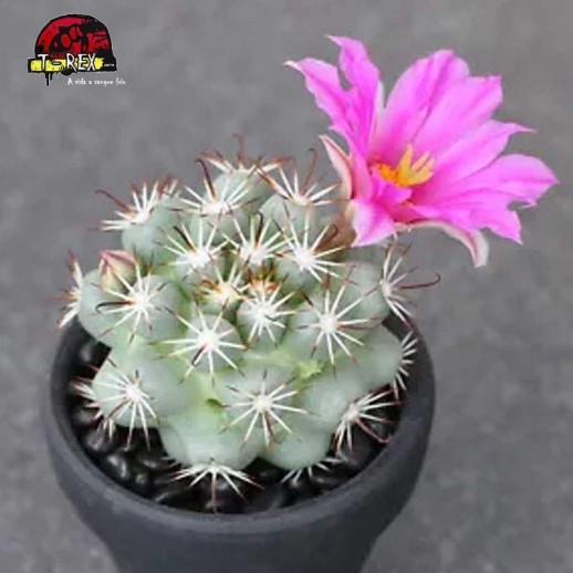 muda de cacto para venda