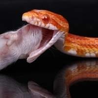 Corn Snake