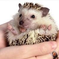 Hedgehog
