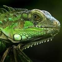 Iguana
