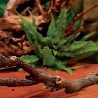 DECORAÇÃO TERRÁRIOS