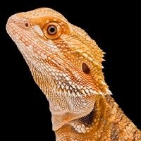 Lampada de Ceramica Aquecedora