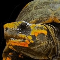 Lâmpada para Répteis