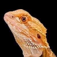 Lâmpada Aquecedora para Répteis